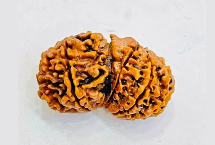 Rudraksha