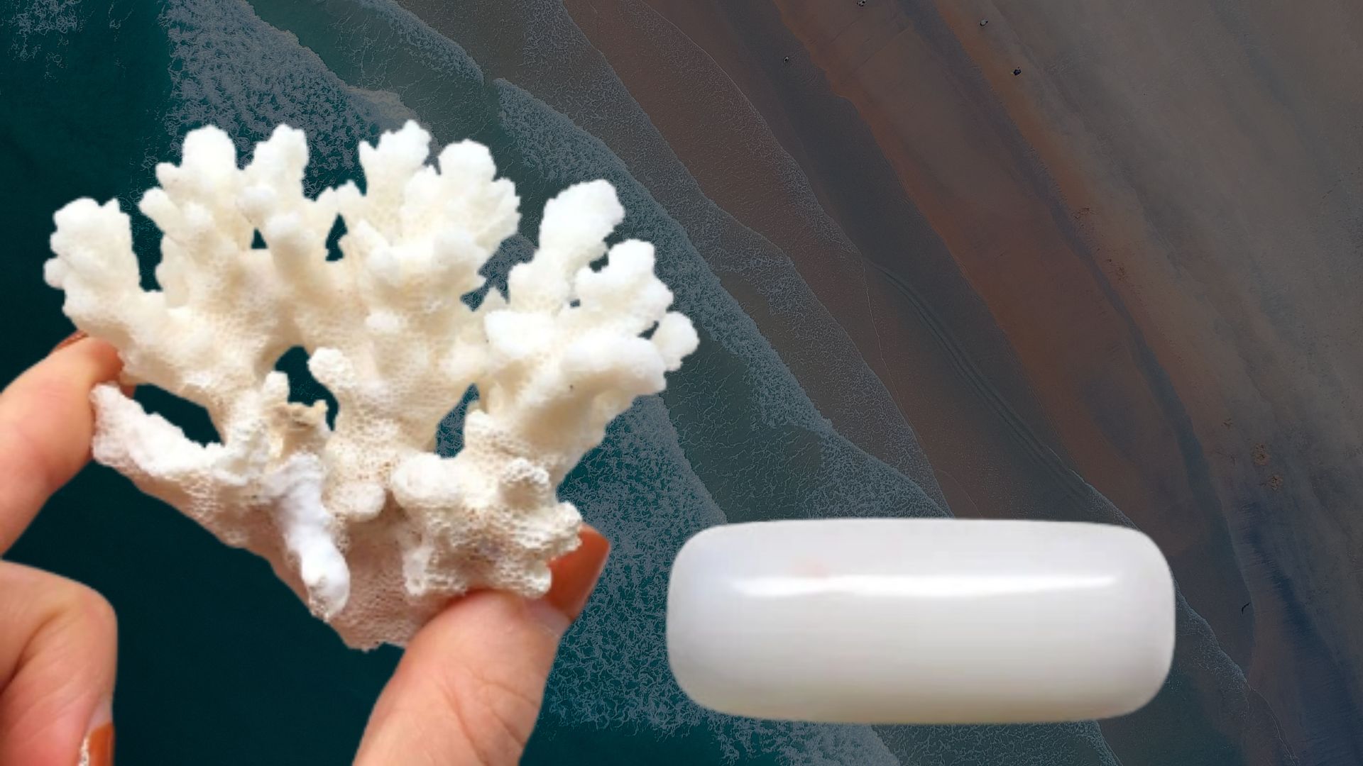 Interesting Facts on White Coral